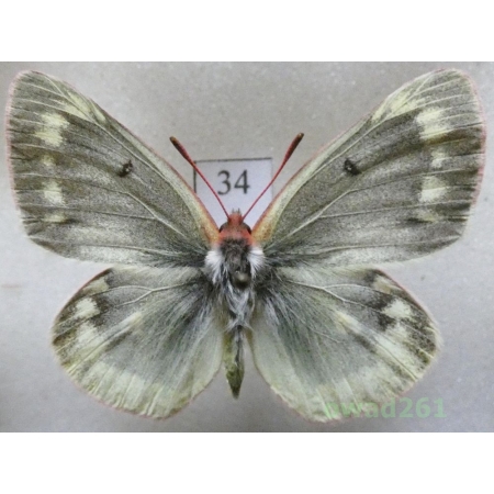 Colias phicomone (Esper, 1780) male Austria34